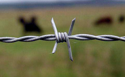 Barbed wire